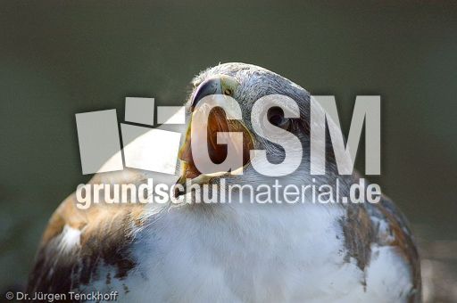 Rotrückenbussard (5 von 19).jpg